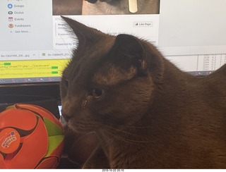 my cat Devin - isn't he cute?