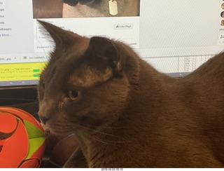 my cat Devin - isn't he cute?