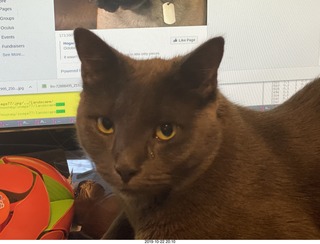 my cats Max and Devin