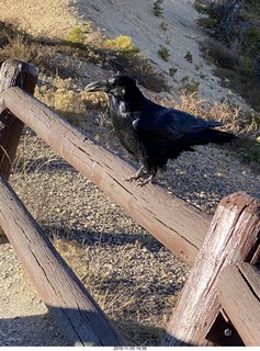 Bryce Canyon - crow