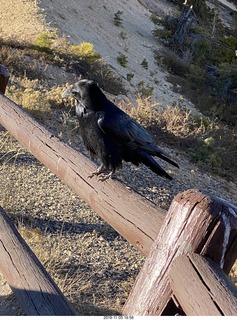 Bryce Canyon - crow