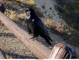 Bryce Canyon - crow