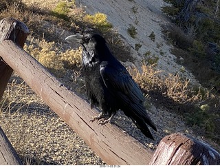 Bryce Canyon - crow