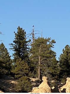 Bryce Canyon - crow in the distance