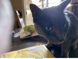 my cats Devin and Max