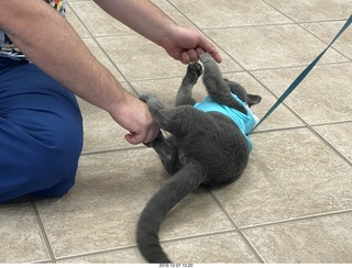 my vet Dr. Krista Gibson + my kitten Devin