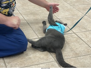 my vet Dr. Krista Gibson + my kitten Devin