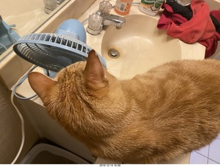 713 a0l. my cat Max investigates the bathroom fan