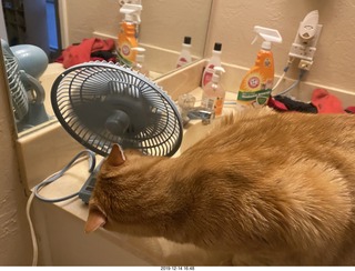 723 a0l. my cat Max investigates the bathroom fan
