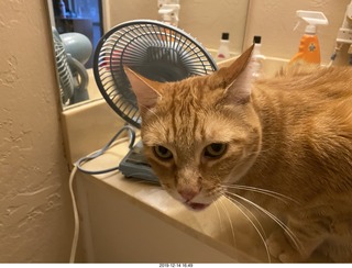 728 a0l. my cat Max investigates the bathroom fan