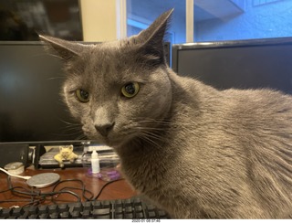 my cats Devin and Jane