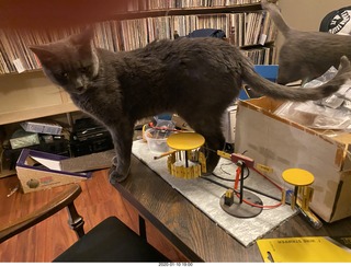 Philip E. Rosenberg calendar + yawning cat