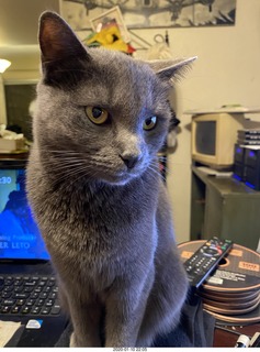 my cats Max, Devin, and Jane