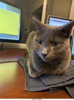 my cats Max, Devin, and Jane