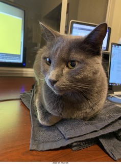 Philip E. Rosenberg calendar + my cats Devin and Jane