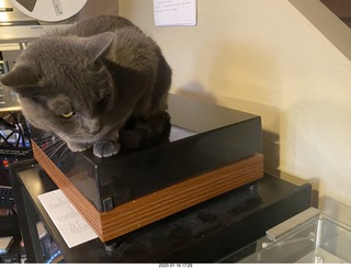 2 a0m. my cat Jane on my Linn turntable