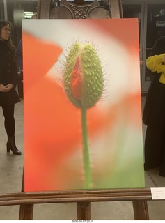 Lisa Marcelle Nowitz photo gallery show