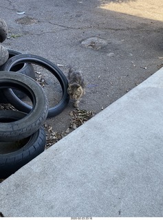 cats in parking lot