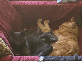 my three-cat fleshpile on my hifi chair