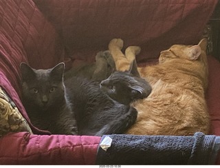 my three-cat fleshpile on my hifi chair