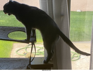 my cat Jane in the window