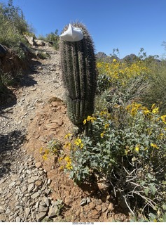 cactus with a Corona COVID-19 mask