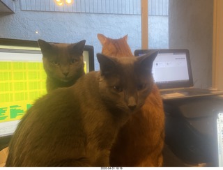 my three cats on my desk