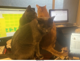 my three cats on my desk