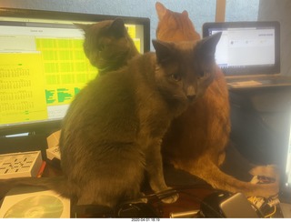 my three cats on my desk