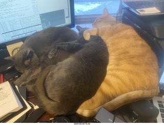 my three-cat fleshpile on my desk