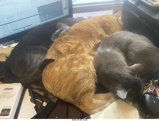 my three-cat fleshpile on my desk