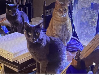 Jane, Devin, and Max on my dining room table