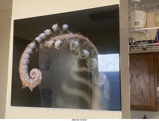 my house - Marcelle's fern pictures