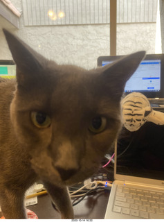 my cat Jane on my Linn turntable