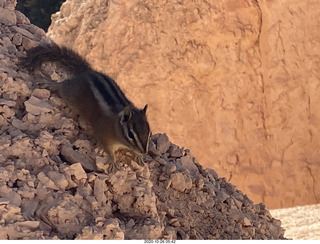 Bryce Canyon - chipmonk