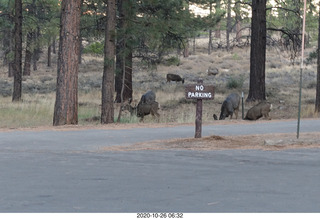 Bryce Canyon - mule deer