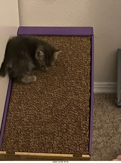 5 a0x. kitten Potato and scratching pad