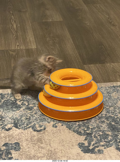 20 a0y. kitten Potato and his new toy