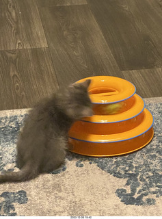 23 a0y. kitten Potato and his new toy