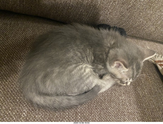 35 a0y. kitten Potato