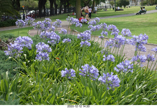 276 a0y. Argentina - Buenos Aires tour - purple flowers