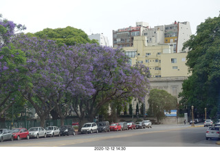 284 a0y. Argentina - Buenos Aires tour - jacaranda purple trees