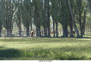 87 a0y. Argentina Eclipse Day - eclipse site horses