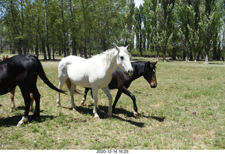 208 a0y. Argentina Eclipse Day - horses