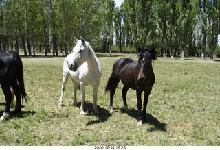 210 a0y. Argentina Eclipse Day - horses