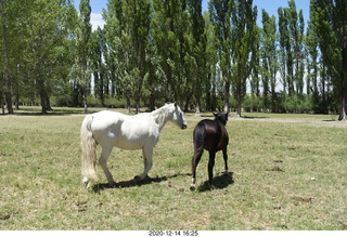 211 a0y. Argentina Eclipse Day - horses