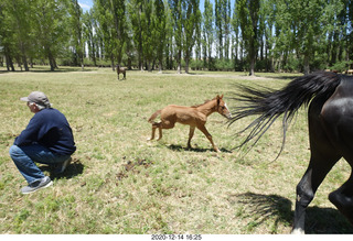 220 a0y. Argentina Eclipse Day - horses