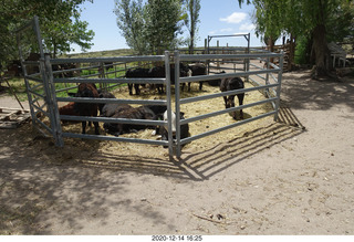 238 a0y. Argentina Eclipse Day - cows