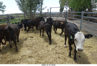 241 a0y. Argentina Eclipse Day - cows