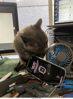 861 a0z. my cat Devin and my iPhone 12 ProMax